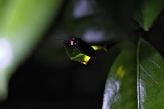 【バスハイク/博多発着】添乗員同行 ふくおか初夏の田舎たび 伝統と豊かな自然が生む日本酒 寒北斗酒造 うきは白壁通りの古民家レストランで四季を感じる夕食 東峰村の幻想的なホタル観賞1